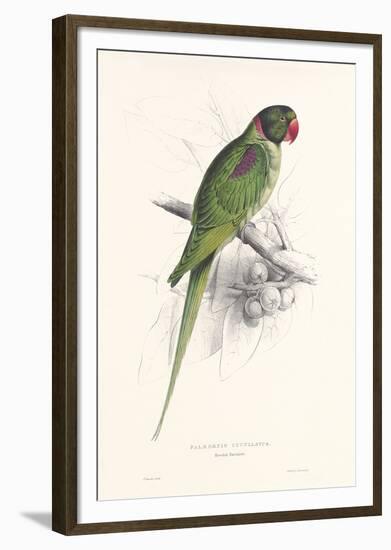 Hooded Parakeet-Edward Lear-Framed Giclee Print