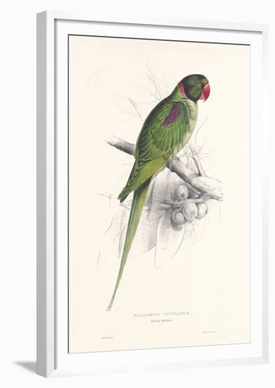 Hooded Parakeet-Edward Lear-Framed Giclee Print