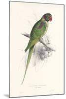 Hooded Parakeet-Edward Lear-Mounted Giclee Print