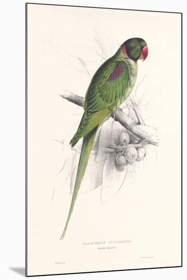 Hooded Parakeet-Edward Lear-Mounted Giclee Print