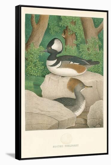 Hooded Sheldrake Duck-null-Framed Stretched Canvas