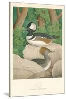 Hooded Sheldrake Duck-null-Stretched Canvas