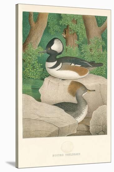 Hooded Sheldrake Duck-null-Stretched Canvas