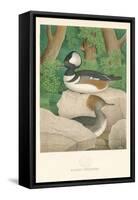 Hooded Sheldrake Duck-null-Framed Stretched Canvas