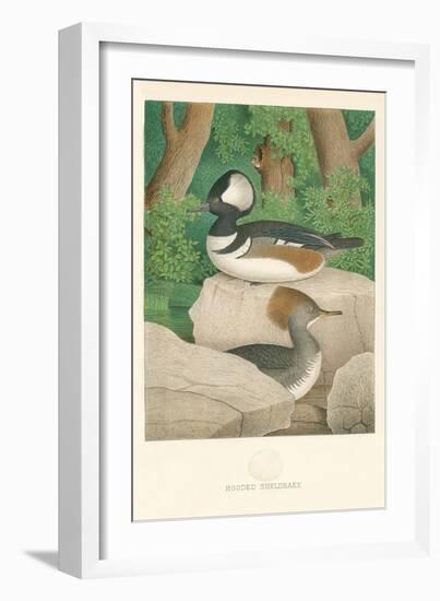 Hooded Sheldrake Duck-null-Framed Art Print