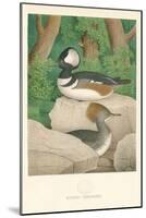 Hooded Sheldrake Duck-null-Mounted Art Print