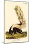 Hooded Skunk-null-Mounted Poster
