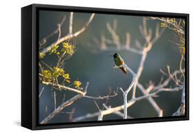 Hooded Visorbearer Hummingbird Resting on a Branch in Chapada Diamantina-Alex Saberi-Framed Stretched Canvas