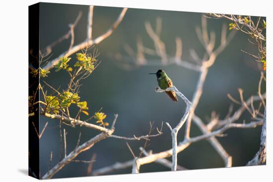 Hooded Visorbearer Hummingbird Resting on a Branch in Chapada Diamantina-Alex Saberi-Stretched Canvas