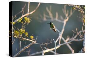 Hooded Visorbearer Hummingbird Resting on a Branch in Chapada Diamantina-Alex Saberi-Stretched Canvas