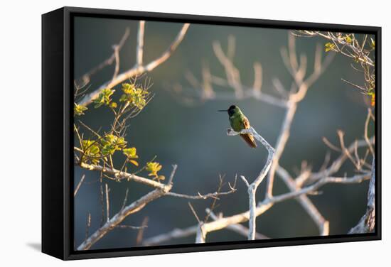 Hooded Visorbearer Hummingbird Resting on a Branch in Chapada Diamantina-Alex Saberi-Framed Stretched Canvas