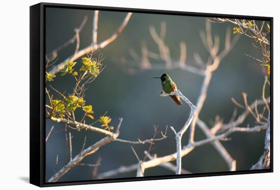 Hooded Visorbearer Hummingbird Resting on a Branch in Chapada Diamantina-Alex Saberi-Framed Stretched Canvas