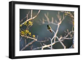 Hooded Visorbearer Hummingbird Resting on a Branch in Chapada Diamantina-Alex Saberi-Framed Premium Photographic Print