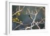 Hooded Visorbearer Hummingbird Resting on a Branch in Chapada Diamantina-Alex Saberi-Framed Premium Photographic Print