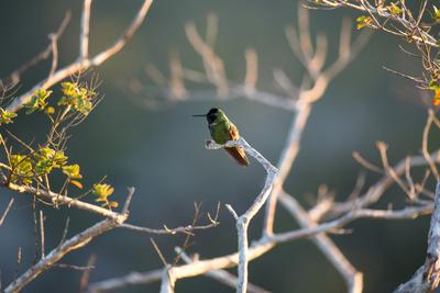 https://imgc.allpostersimages.com/img/posters/hooded-visorbearer-hummingbird-resting-on-a-branch-in-chapada-diamantina_u-L-PSW86Z0.jpg?artPerspective=n