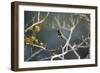 Hooded Visorbearer Hummingbird Resting on a Branch in Chapada Diamantina-Alex Saberi-Framed Photographic Print