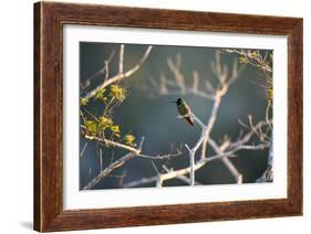 Hooded Visorbearer Hummingbird Resting on a Branch in Chapada Diamantina-Alex Saberi-Framed Photographic Print