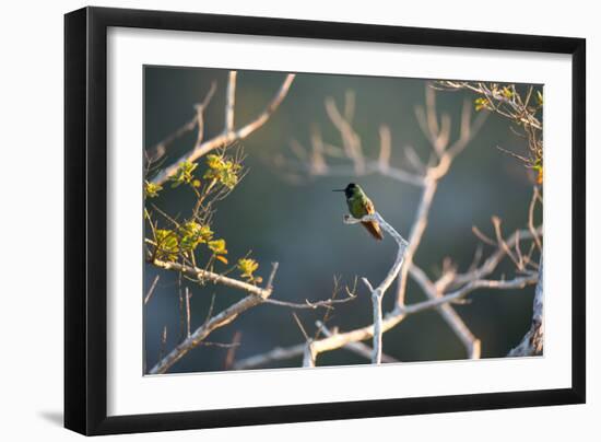 Hooded Visorbearer Hummingbird Resting on a Branch in Chapada Diamantina-Alex Saberi-Framed Photographic Print