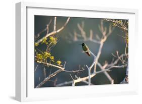 Hooded Visorbearer Hummingbird Resting on a Branch in Chapada Diamantina-Alex Saberi-Framed Photographic Print