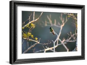 Hooded Visorbearer Hummingbird Resting on a Branch in Chapada Diamantina-Alex Saberi-Framed Photographic Print