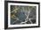 Hooded Visorbearer Hummingbird Resting on a Branch in Chapada Diamantina-Alex Saberi-Framed Photographic Print