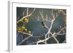 Hooded Visorbearer Hummingbird Resting on a Branch in Chapada Diamantina-Alex Saberi-Framed Photographic Print