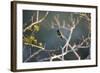 Hooded Visorbearer Hummingbird Resting on a Branch in Chapada Diamantina-Alex Saberi-Framed Photographic Print