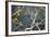 Hooded Visorbearer Hummingbird Resting on a Branch in Chapada Diamantina-Alex Saberi-Framed Photographic Print