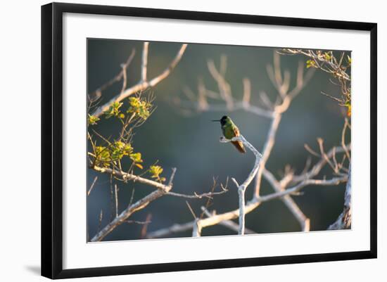 Hooded Visorbearer Hummingbird Resting on a Branch in Chapada Diamantina-Alex Saberi-Framed Photographic Print