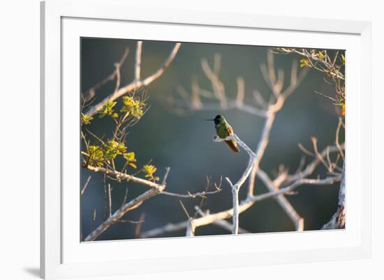 Hooded Visorbearer Hummingbird Resting on a Branch in Chapada Diamantina-Alex Saberi-Framed Photographic Print