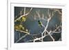 Hooded Visorbearer Hummingbird Resting on a Branch in Chapada Diamantina-Alex Saberi-Framed Photographic Print