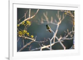 Hooded Visorbearer Hummingbird Resting on a Branch in Chapada Diamantina-Alex Saberi-Framed Photographic Print