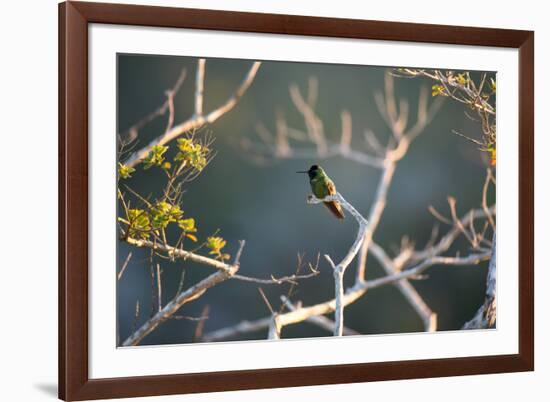 Hooded Visorbearer Hummingbird Resting on a Branch in Chapada Diamantina-Alex Saberi-Framed Photographic Print