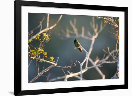 Hooded Visorbearer Hummingbird Resting on a Branch in Chapada Diamantina-Alex Saberi-Framed Photographic Print