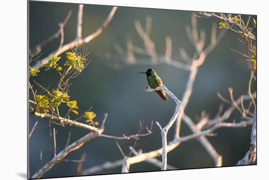 Hooded Visorbearer Hummingbird Resting on a Branch in Chapada Diamantina-Alex Saberi-Mounted Photographic Print