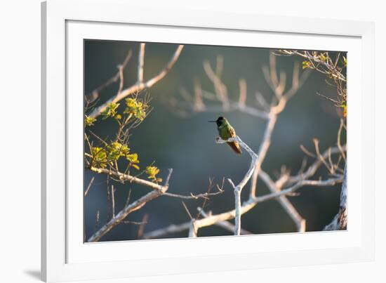 Hooded Visorbearer Hummingbird Resting on a Branch in Chapada Diamantina-Alex Saberi-Framed Photographic Print