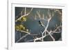 Hooded Visorbearer Hummingbird Resting on a Branch in Chapada Diamantina-Alex Saberi-Framed Photographic Print