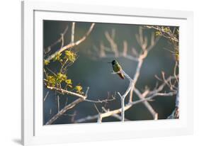 Hooded Visorbearer Hummingbird Resting on a Branch in Chapada Diamantina-Alex Saberi-Framed Photographic Print