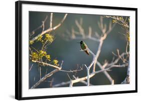 Hooded Visorbearer Hummingbird Resting on a Branch in Chapada Diamantina-Alex Saberi-Framed Photographic Print