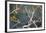 Hooded Visorbearer Hummingbird Resting on a Branch in Chapada Diamantina-Alex Saberi-Framed Photographic Print