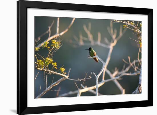 Hooded Visorbearer Hummingbird Resting on a Branch in Chapada Diamantina-Alex Saberi-Framed Photographic Print