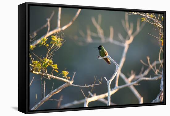 Hooded Visorbearer Hummingbird Resting on a Branch in Chapada Diamantina-Alex Saberi-Framed Stretched Canvas