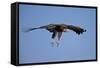 Hooded Vulture (Necrosyrtes Monachus) in Flight on Approach to Landing-James Hager-Framed Stretched Canvas
