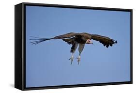 Hooded Vulture (Necrosyrtes Monachus) in Flight on Approach to Landing-James Hager-Framed Stretched Canvas