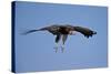 Hooded Vulture (Necrosyrtes Monachus) in Flight on Approach to Landing-James Hager-Stretched Canvas
