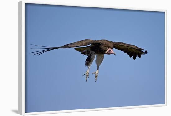 Hooded Vulture (Necrosyrtes Monachus) in Flight on Approach to Landing-James Hager-Framed Photographic Print