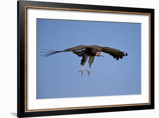 Hooded Vulture (Necrosyrtes Monachus) in Flight on Approach to Landing-James Hager-Framed Photographic Print