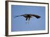 Hooded Vulture (Necrosyrtes Monachus) in Flight on Approach to Landing-James Hager-Framed Photographic Print