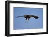 Hooded Vulture (Necrosyrtes Monachus) in Flight on Approach to Landing-James Hager-Framed Photographic Print