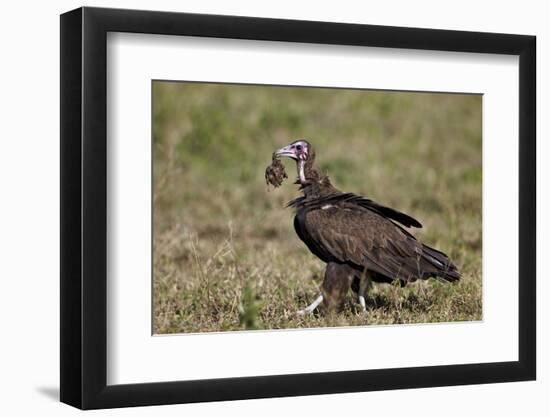 Hooded Vulture (Necrosyrtes Monachus) in Mixed Juvenile and Adult Plumage-James Hager-Framed Premium Photographic Print
